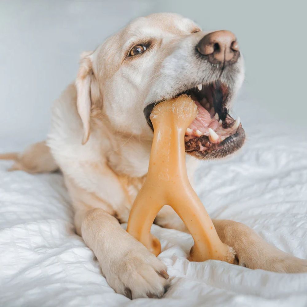 Benebone Wishbone Dog Chew Medium Chicken 4
